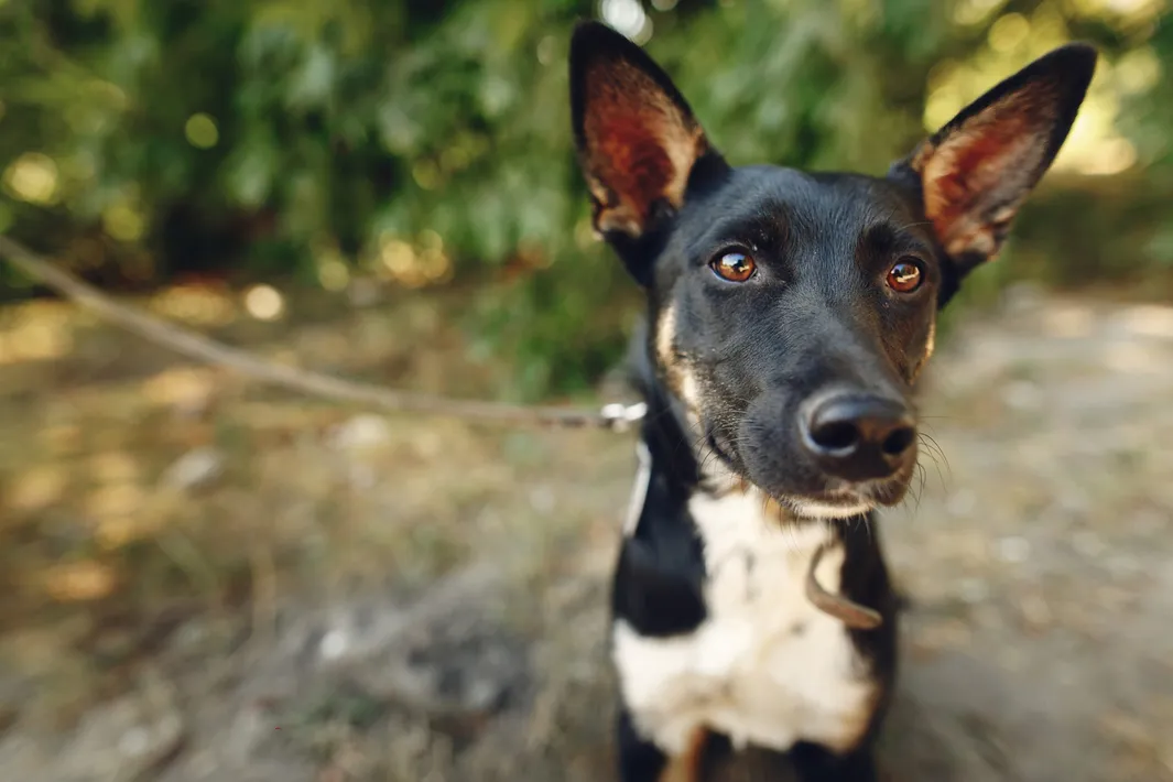 Dog looking at you